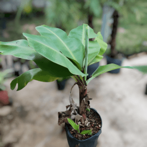 Mini Bananeira