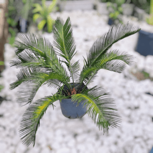 Palmeira Cica (Sagu De Jardim)