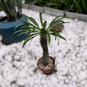 Cacto de Madagascar