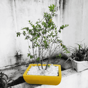 Romã Bonsai