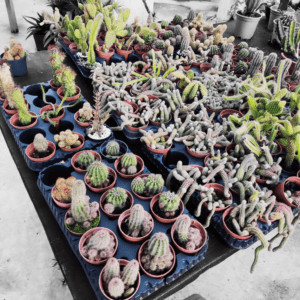 Cactos variados - Pote 06