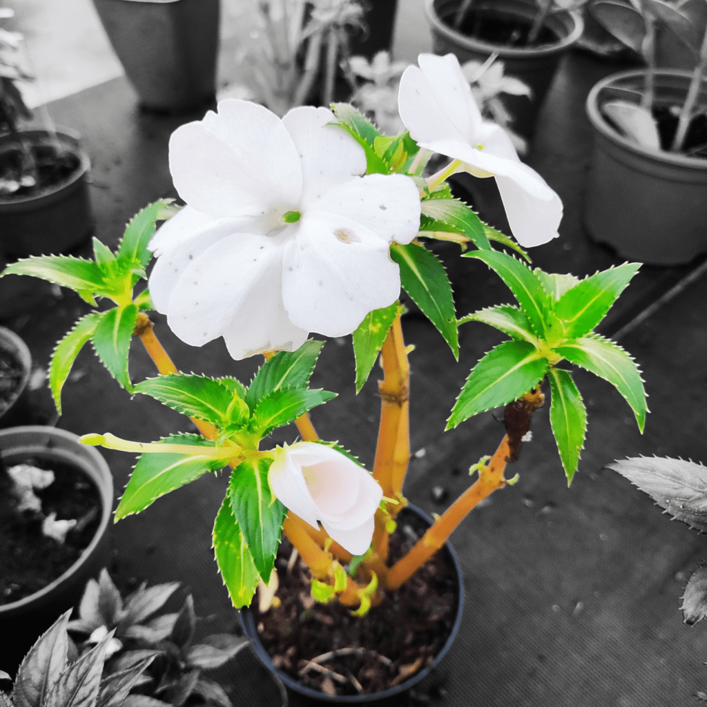 Impatiens sodenii (Beijo-de-frade ou Beijo-do-Sol)