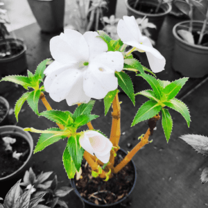 Impatiens sodenii (Beijo-de-frade ou Beijo-do-Sol)