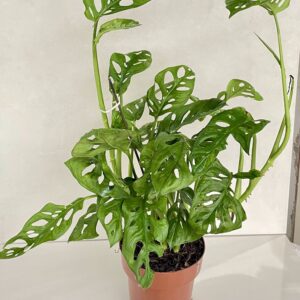 Costela de Eva (Monstera Adansonii)