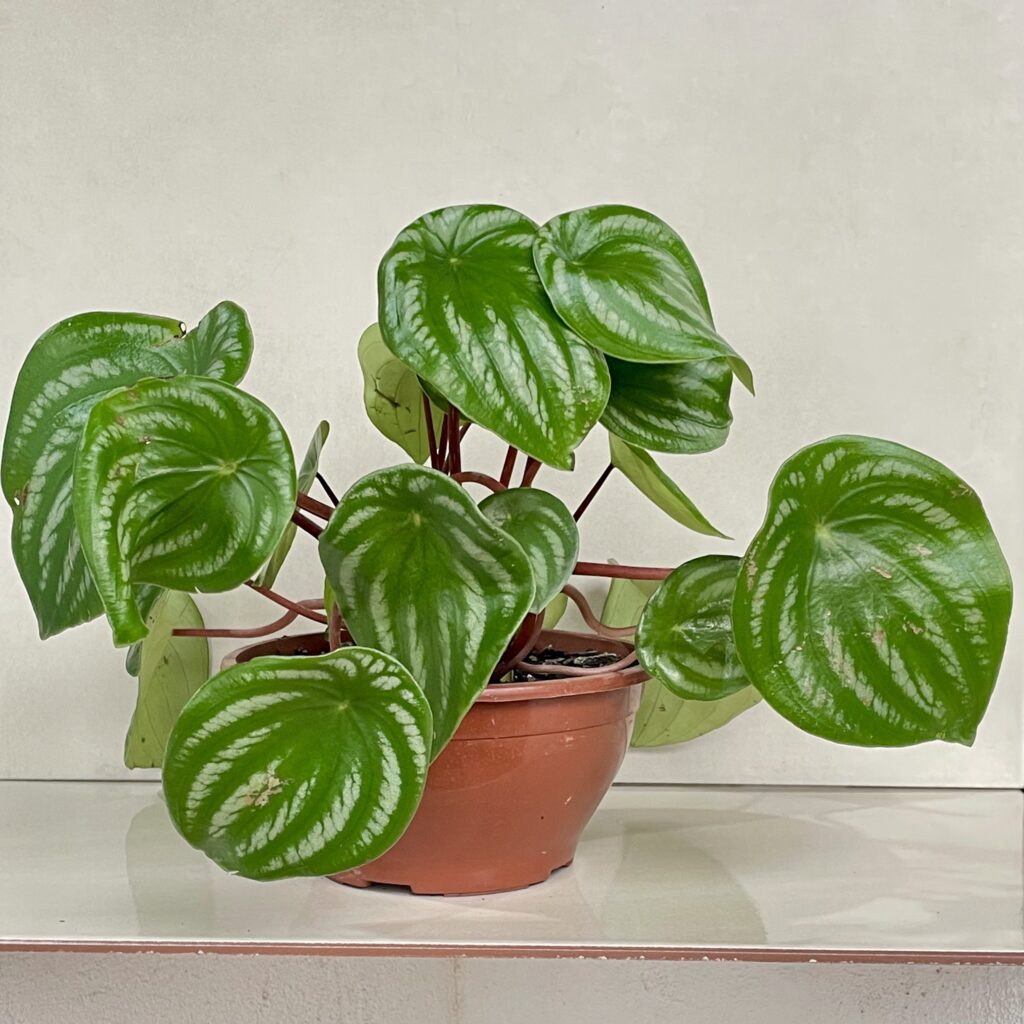 Peperomia Melancia