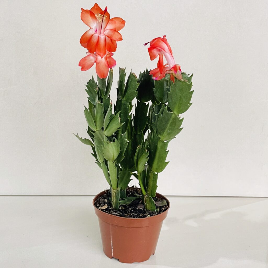 Flor de Maio