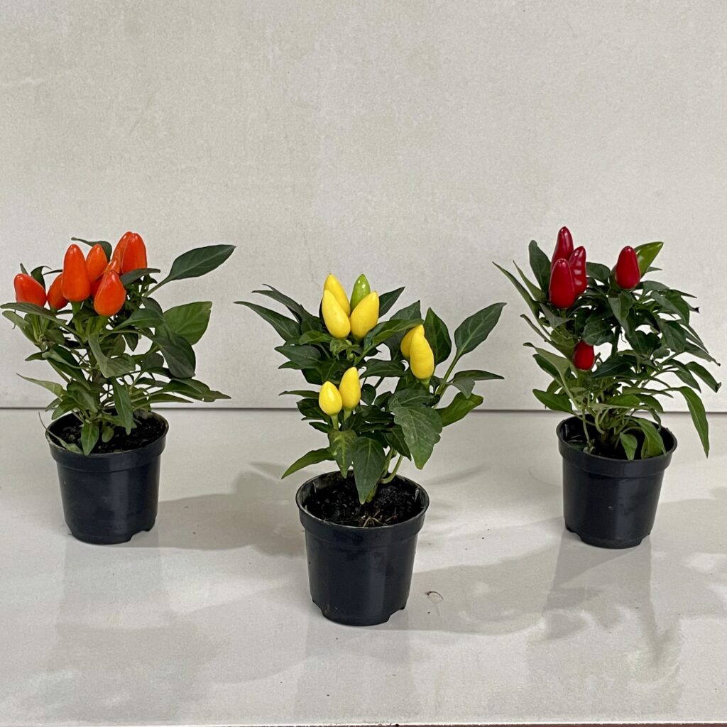 Pimenta Ornamental (Capsicum annuum)