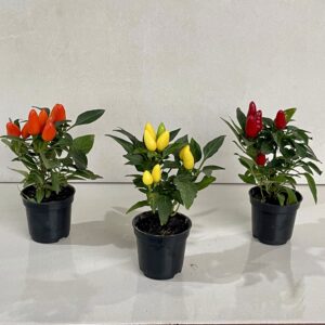 Pimenta Ornamental (Capsicum annuum)