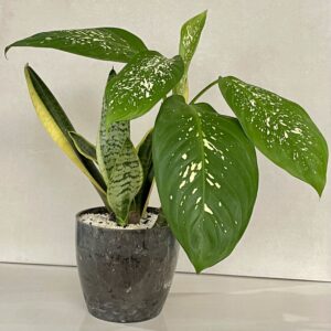 Arranjo de Comigo-ninguém-pode, Espada-de-São-Jorge e Espada-de-Santa-Rita em vaso de pvc marmorado