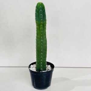Cacto Wachuma